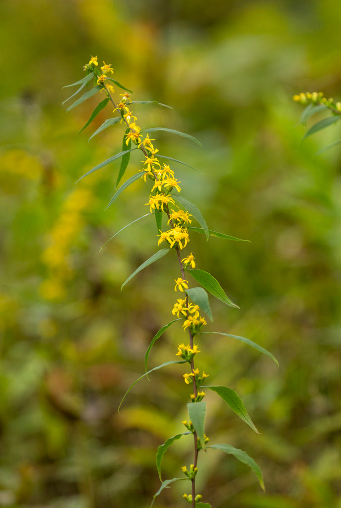 Solidago caesia