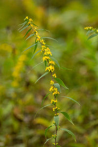 Solidago caesia