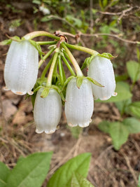 Vaccinium ashei “Premier & Climax”