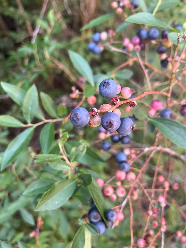 Vaccinium ashei “Premier & Climax”