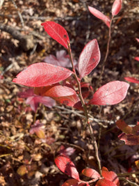Vaccinium ashei “Premier & Climax”