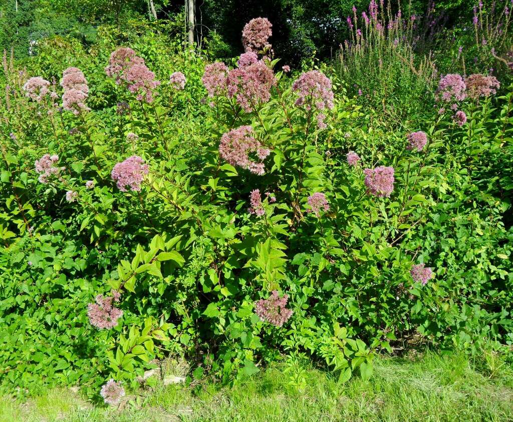 Eutrochium fistulosum
