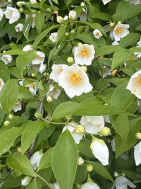 Philadelphus inodorus