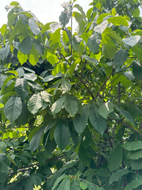 Asimina triloba