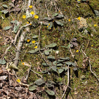 Hieracium venosum