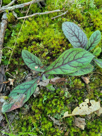 Hieracium venosum