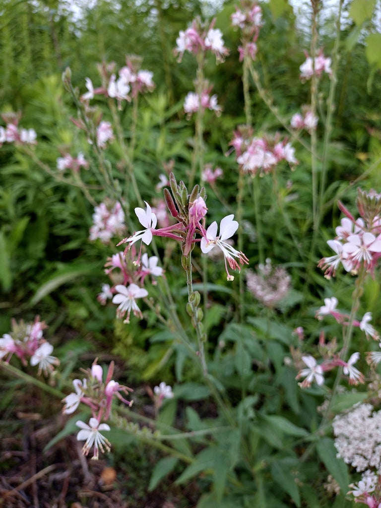 Oenothera guara