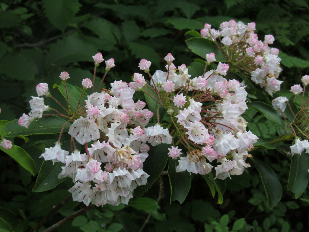 Kalmia latifolia