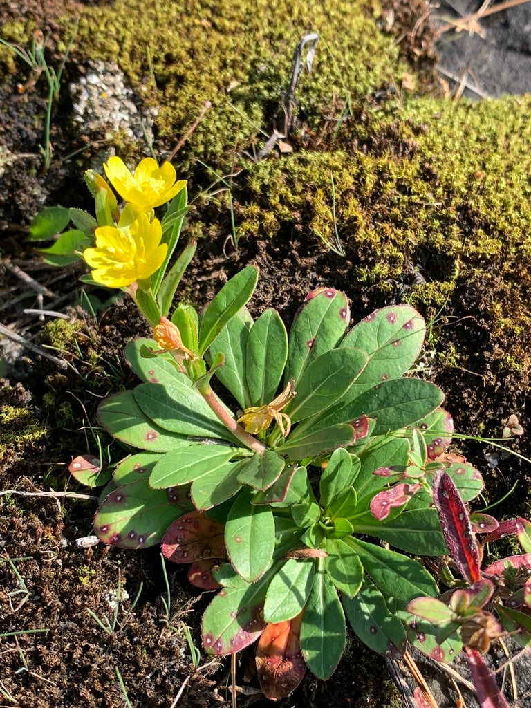 Oenothera perennis