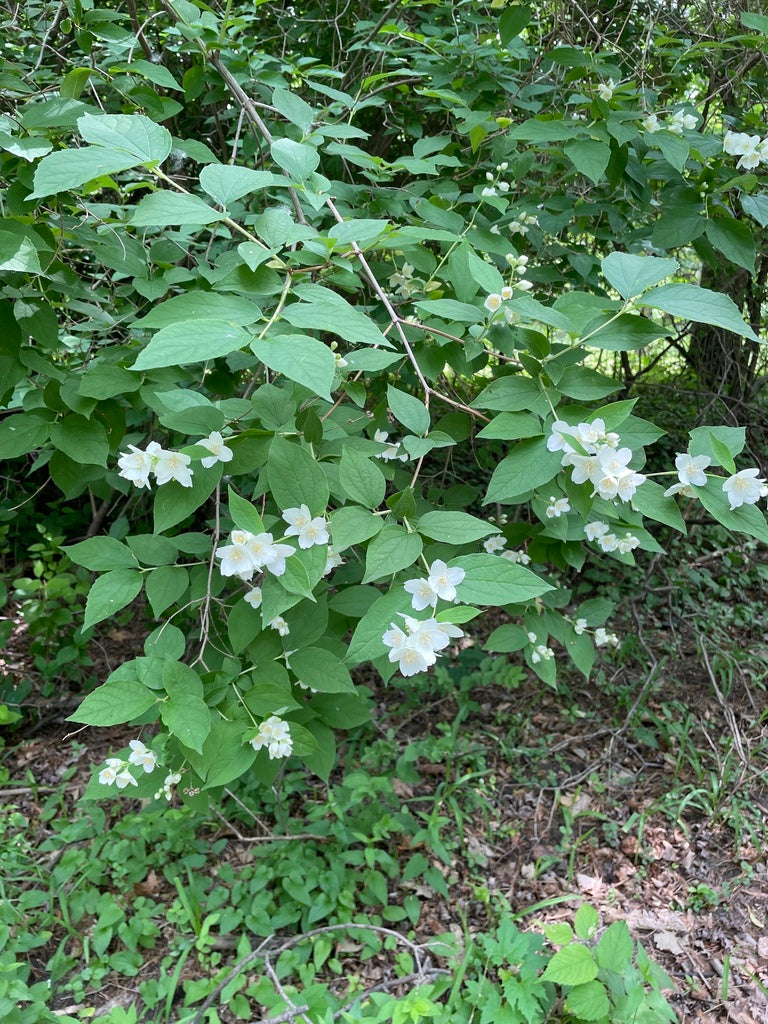 Philadelphus inodorus