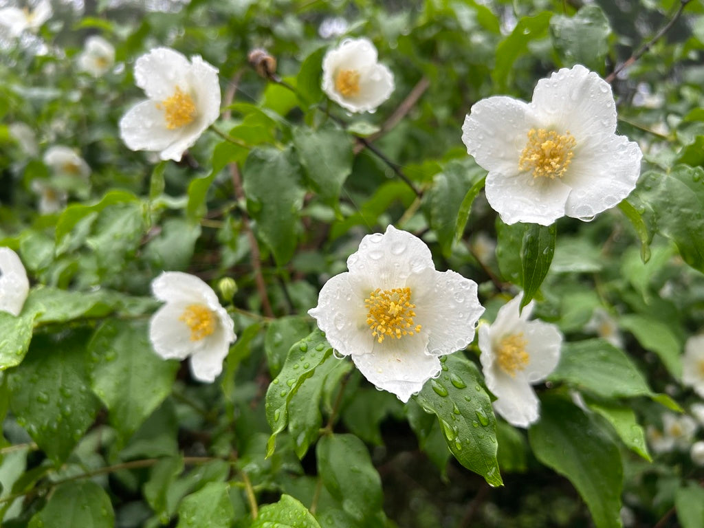 Philadelphus inodorus