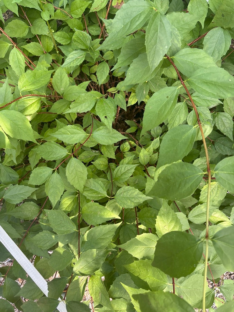 Philadelphus inodorus