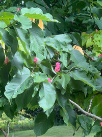 Magnolia acuminata