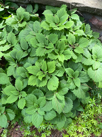Pachysandra procumbens