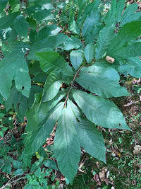 Magnolia acuminata