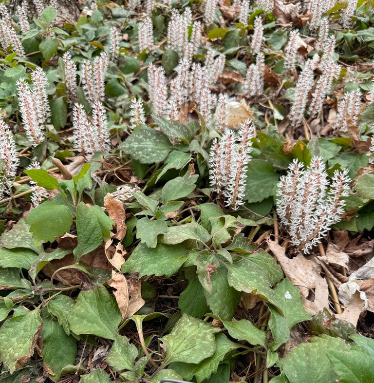 Pachysandra procumbens