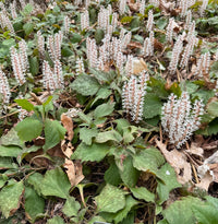 Pachysandra procumbens