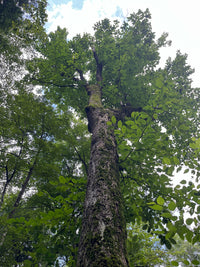 Magnolia acuminata