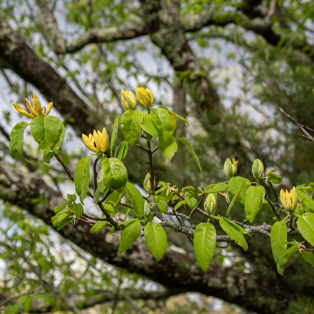 Magnolia acuminata