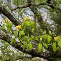 Magnolia acuminata