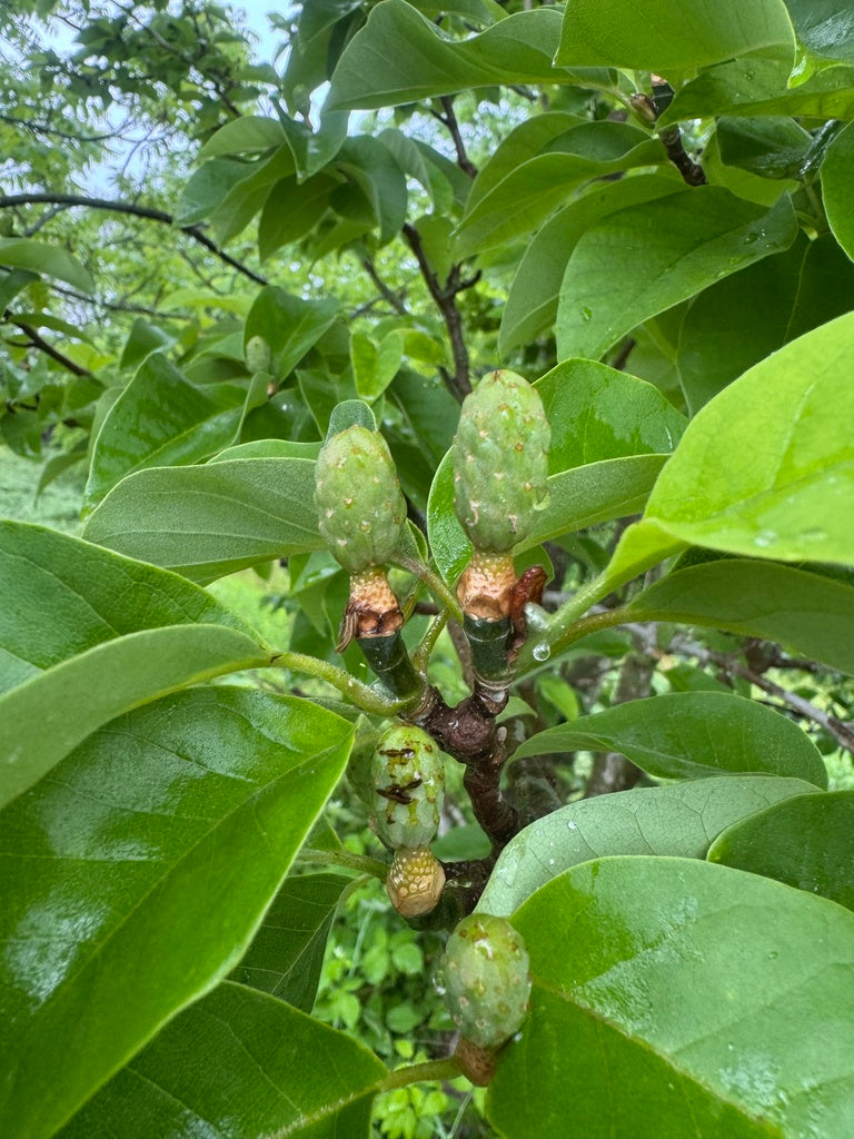 Magnolia acuminata