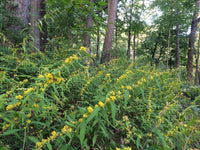 Solidago caesia