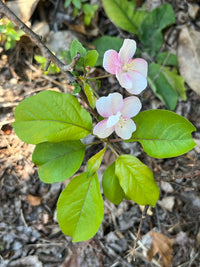 Malus angustifolia