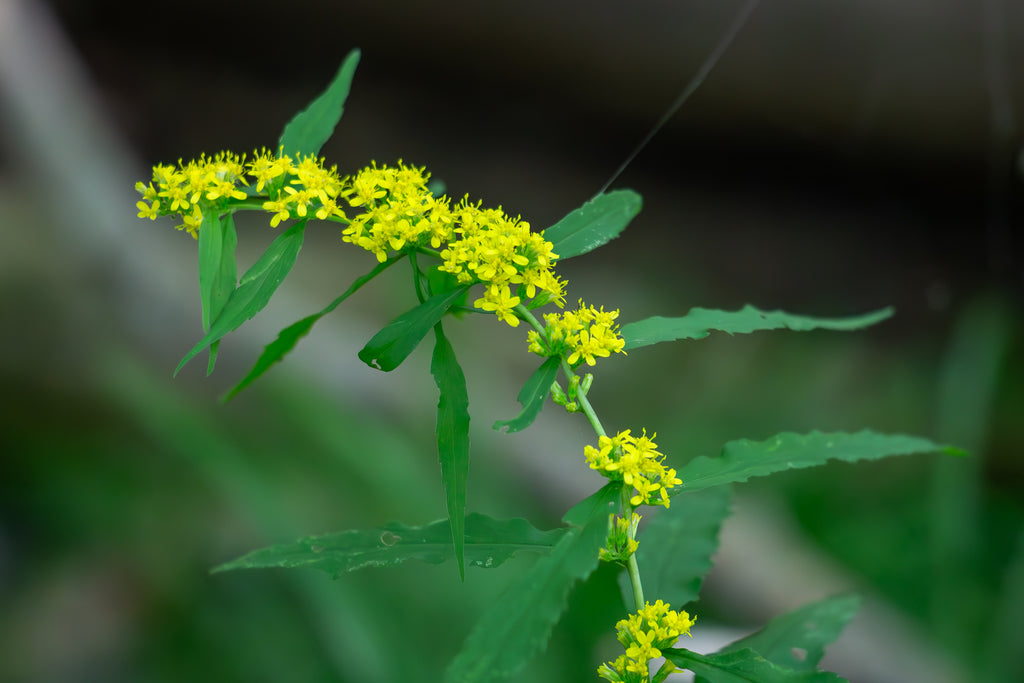 Solidago caesia
