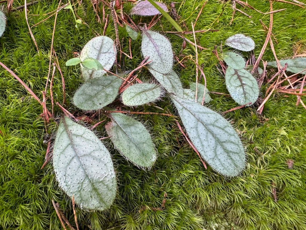 Hieracium venosum