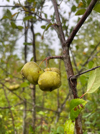 Malus angustifolia