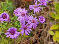 Symphyotrichum concolor