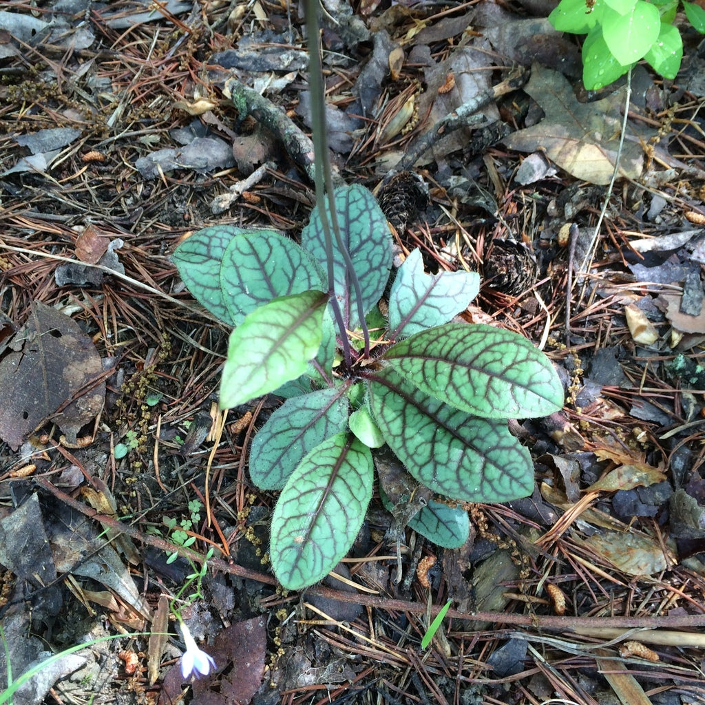 Hieracium venosum