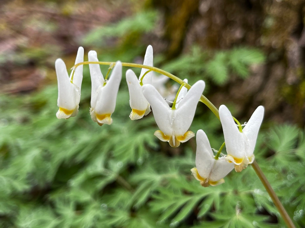 Dicentra cucullaria