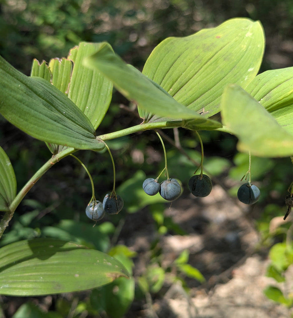Polygonatum biflorum