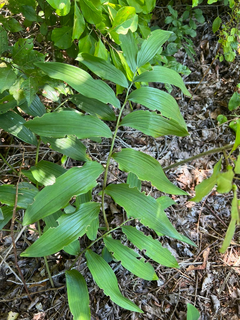 Polygonatum biflorum