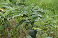 Polygonatum biflorum