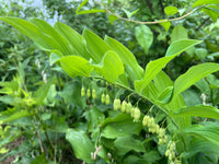 Polygonatum biflorum
