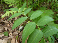 Polygonatum biflorum