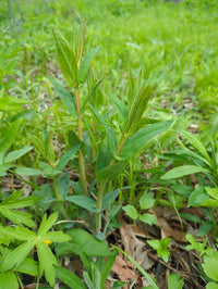 Hypericum ascyron