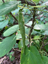 Matelea obliqua