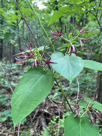 Matelea obliqua
