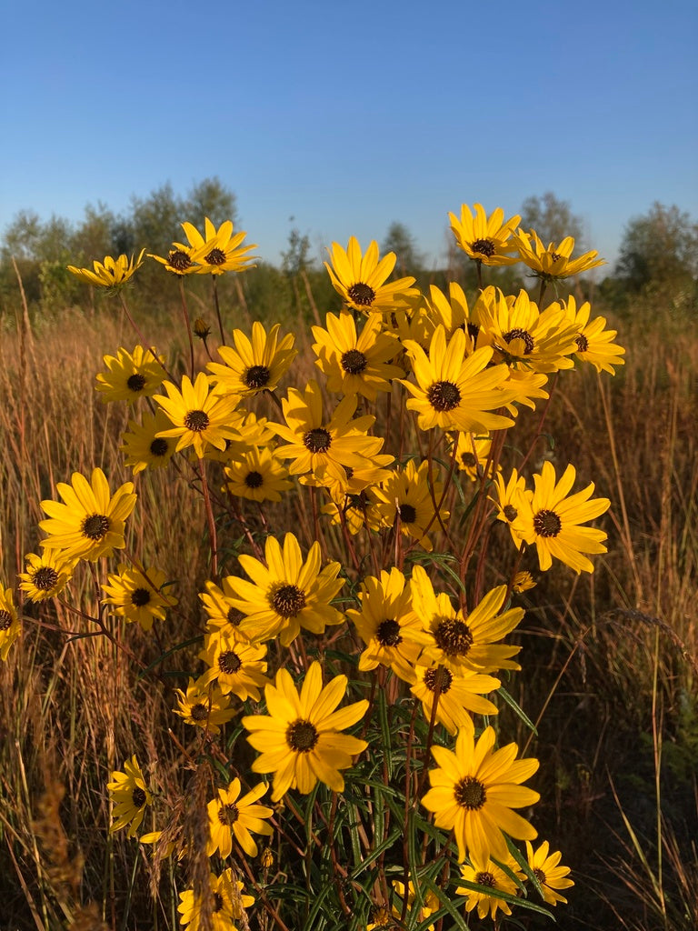 Helianthus angustifolius