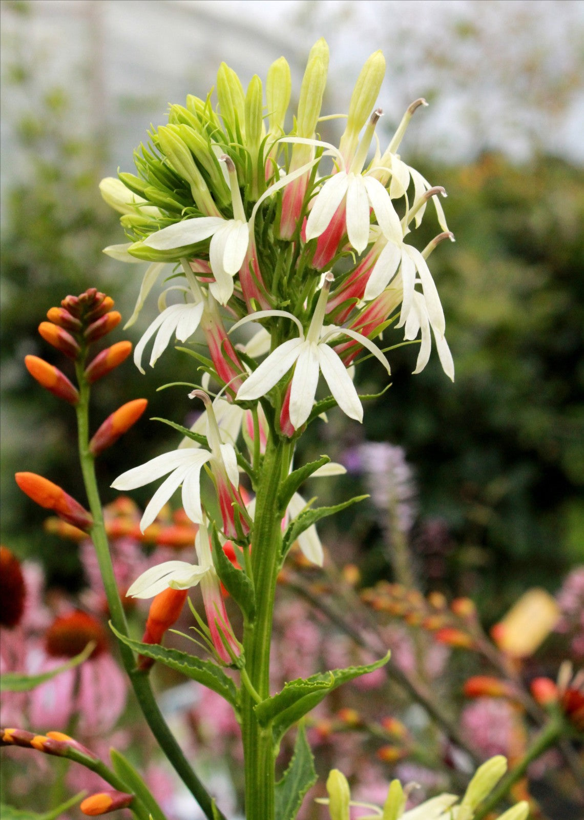 Lobelia cardinalis (White/Pink form)