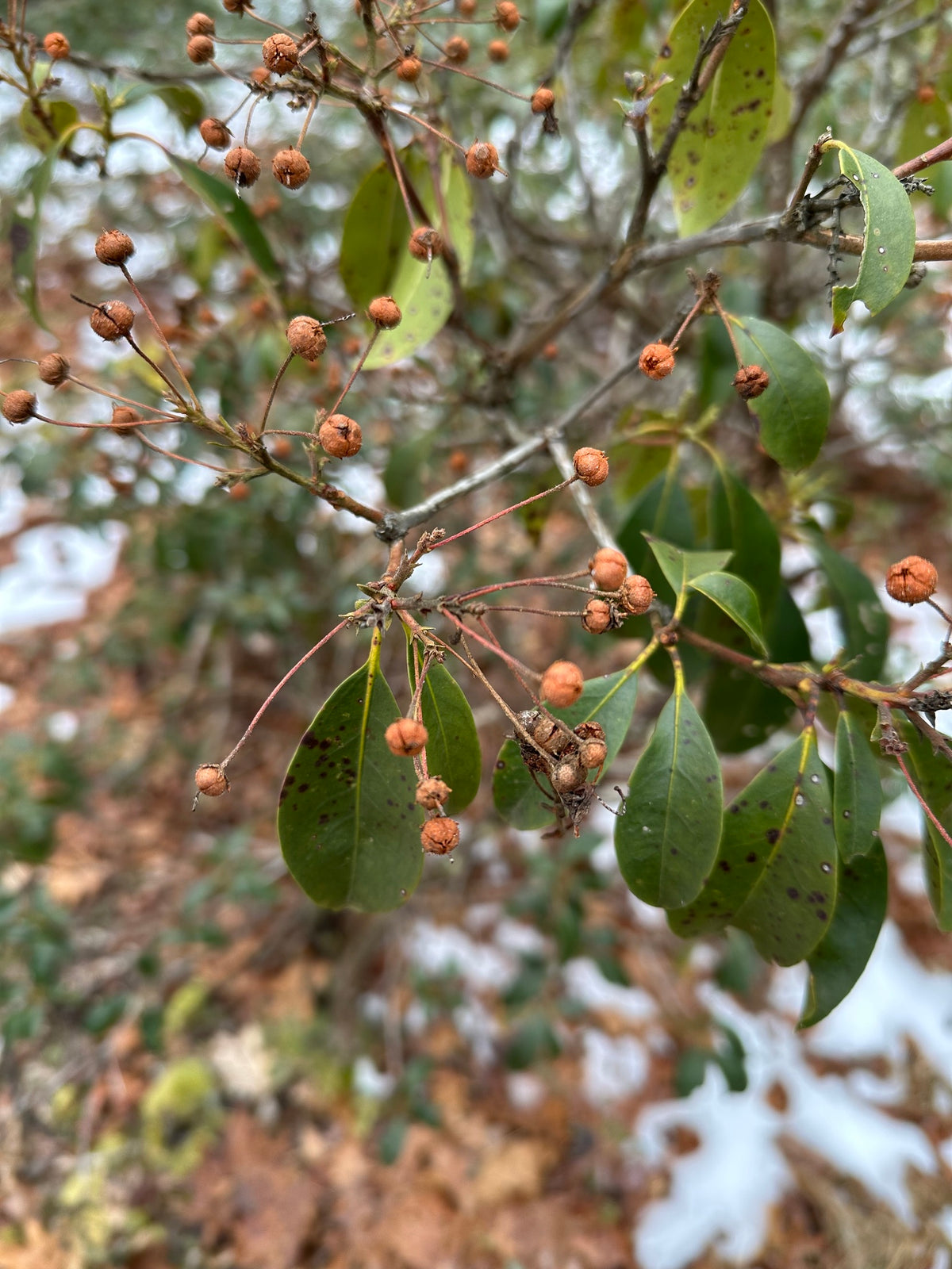 Kalmia latifolia