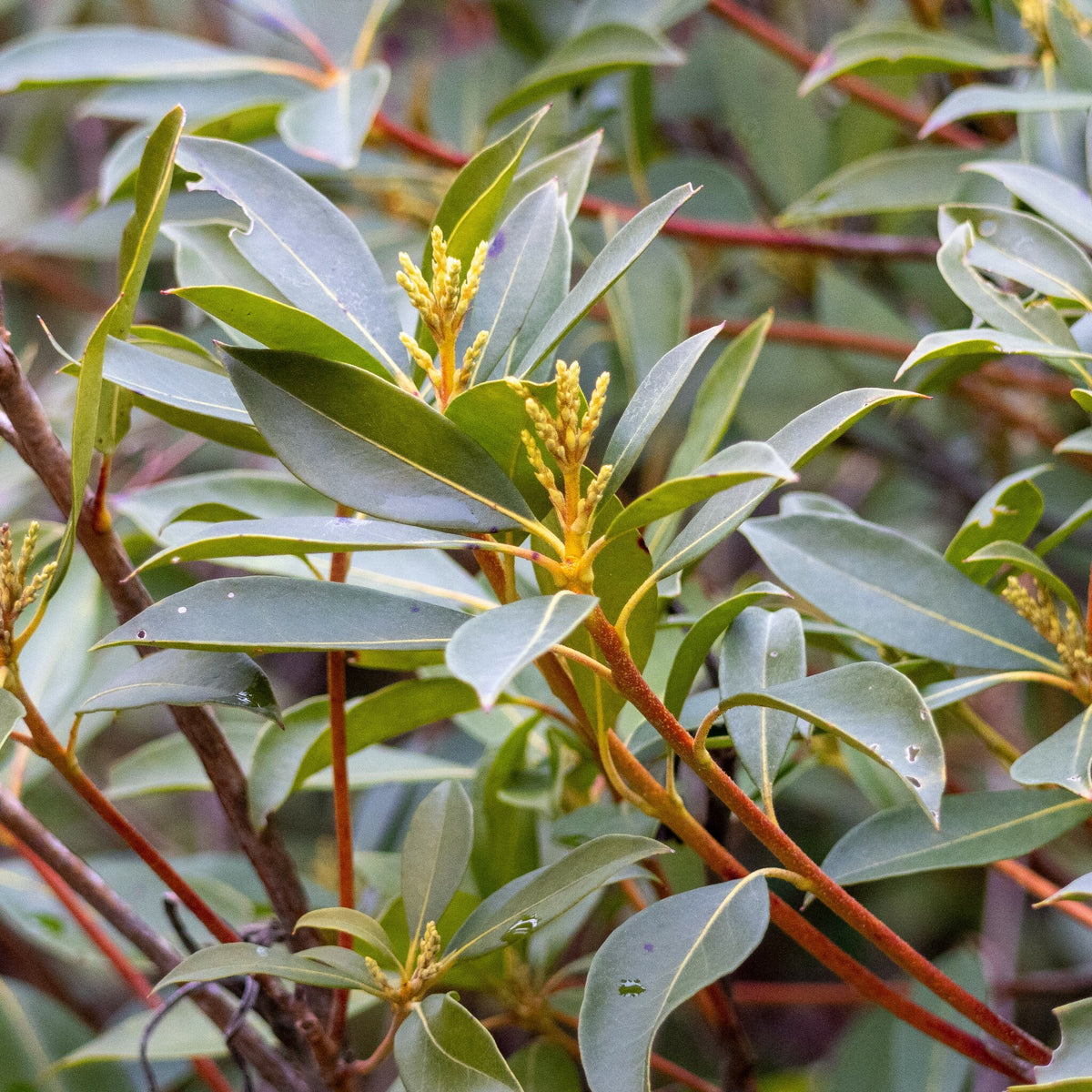 Kalmia latifolia