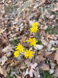 Hieracium venosum