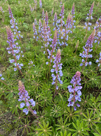 Lupinus perennis