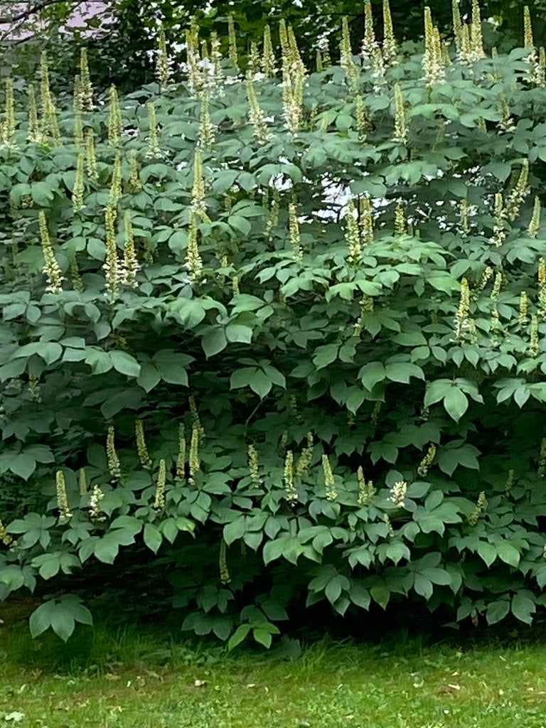 Aesculus parviflora