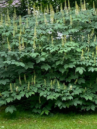 Aesculus parviflora