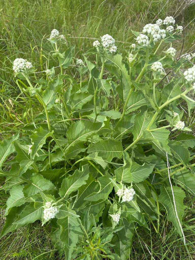 parthenium plant Parthenium integrifolium